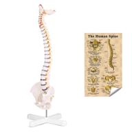 🩸 lyou anatomical vertebrae arteries – the flexible solution логотип