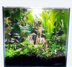 img 3 attached to Lifegard Aquatics Ultra Clear Low Iron Glass Crystal Aquarium with Integrated Side Filter, 45° Beveled Edge, 4.1 Gallons - Transparent