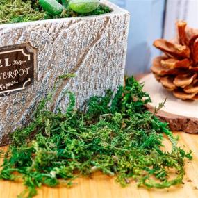 img 2 attached to 🌿 Green Dried Moss, 10.6 OZ/300G - Artificial Craft Moss Ideal for Plant Pots, Floral Arrangements & Garden Decor
