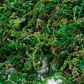 img 3 attached to 🌿 Green Dried Moss, 10.6 OZ/300G - Artificial Craft Moss Ideal for Plant Pots, Floral Arrangements & Garden Decor