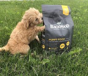 img 2 attached to 🐶 Premium Slow Cooked Blackwood Puppy Food: USA Made Natural Dry Food for All Breeds & Sizes - Chicken Meal & Brown Rice Recipe