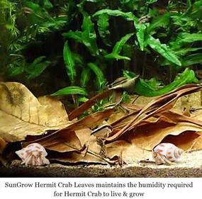 img 2 attached to 🦀 SunGrow Hermit Crab Leaves: 7-inch Long, Dried Leaves for Increased Humidity, Tasty Crab Snack & Cellulose Source - Pack of 10