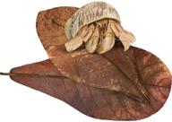 🦀 sungrow hermit crab leaves: 7-inch long, dried leaves for increased humidity, tasty crab snack & cellulose source - pack of 10 logo