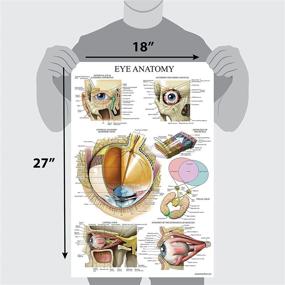 img 2 attached to 👁️ Laminated Eye Anatomy Poster: An In-Depth Visual Guide