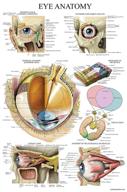 👁️ laminated eye anatomy poster: an in-depth visual guide logo