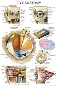 img 4 attached to 👁️ Laminated Eye Anatomy Poster: An In-Depth Visual Guide
