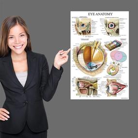img 1 attached to 👁️ Laminated Eye Anatomy Poster: An In-Depth Visual Guide