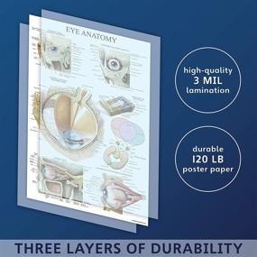 img 3 attached to 👁️ Laminated Eye Anatomy Poster: An In-Depth Visual Guide