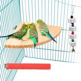 img 4 attached to 🐦 Bird Perch Platform Stand Wood - Ideal for Small & Medium Animals like Parrots, Parakeets, Conures, Cockatiels, Budgies, Gerbils, Rats, Mice, Chinchillas, Hamsters - Cage Accessories for Exercise & Play