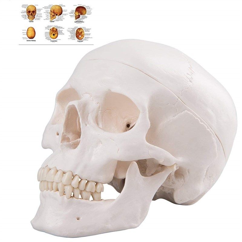euddoo anatomical removable articulated mandible 로고