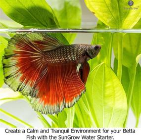 img 3 attached to 🐠 Sungrow Betta Water Starter with Aloe Vera Extract: Calming Water Conditioner for Betta Fish, ideal for Aquarium & Pond, promotes Protective Slime Coat Development