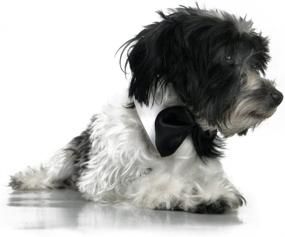 img 1 attached to 🎀 SEO-Optimized Black & White Formal Dog Bow Tie Collar from Platinum Pets