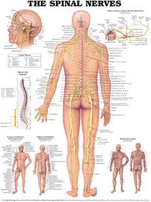 img 1 attached to The Spinal Nerves Anatomical Chart Science Education