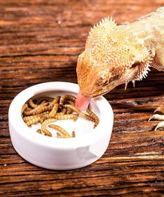 img 2 attached to 🦎 2 Pack Reptile Food Bowl and Mini Ceramic Water Feeder, Dish for Reptile Worm Feeding - Suitable for Lizard, Turtle, Bearded Dragon, Anoles, Crested Gecko, Hermit Crab, Leopard Gecko, Chameleon, and Corn Snake