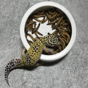 img 1 attached to 🦎 2 Pack Reptile Food Bowl and Mini Ceramic Water Feeder, Dish for Reptile Worm Feeding - Suitable for Lizard, Turtle, Bearded Dragon, Anoles, Crested Gecko, Hermit Crab, Leopard Gecko, Chameleon, and Corn Snake