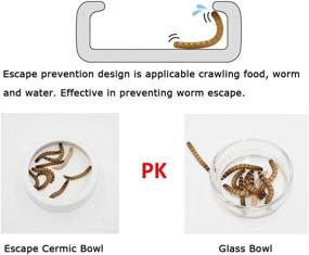img 3 attached to 🦎 2 Pack Reptile Food Bowl and Mini Ceramic Water Feeder, Dish for Reptile Worm Feeding - Suitable for Lizard, Turtle, Bearded Dragon, Anoles, Crested Gecko, Hermit Crab, Leopard Gecko, Chameleon, and Corn Snake