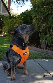 img 2 attached to 🐾 Sleepypod ClickIt Sport: Superior Crash-Tested Car Safety Dog Harness for Peace of Mind