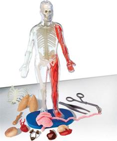 img 3 attached to SmartLab Toys Squishy Human Body Anatomy Kit