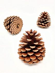 img 3 attached to 🌲 Versatile Bulk Pack of 12 Large Unscented Pine Cones for Crafts - Natural Ponderosa Pine Cone Collection