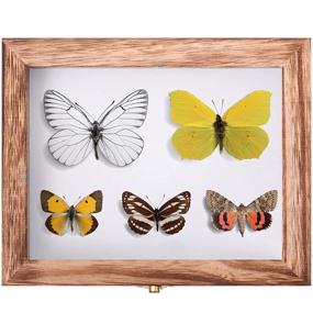 img 2 attached to Insect Display Case Bug Collection Box - Clear Glass Top, EVA Foam Pinning Board, 300pcs Pins - Entomology Supplies for Collecting Butterfly Specimen - Carbonized Black