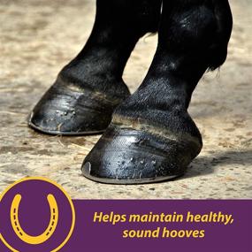 img 3 attached to 🐴 Horse Health Biotin Supplement Crumbles for Equines