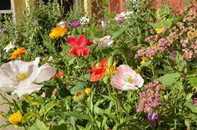 img 2 attached to 🌸 Bright Flower Growfetti Seed Paper Shape Packs - Sustainable Bloomin' Shapes