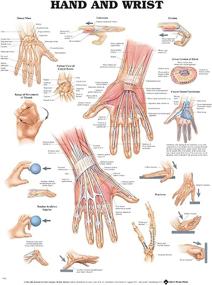 img 1 attached to Hand And Wrist Anatomical Chart