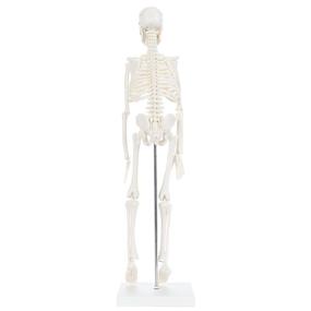 img 1 attached to Enhanced Learning with the Anatomy Lab Skeleton: A Moving Measure for Science Education