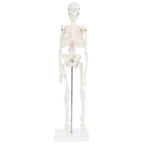 img 4 attached to Enhanced Learning with the Anatomy Lab Skeleton: A Moving Measure for Science Education