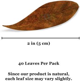 img 1 attached to 🍁 JOR Mini Catappa Leaves: Enhance Betta Bubble Nest, Boost Breeding Success, Improve Health - Indian Almond Foliage, Egg Incubator - 40 Leaves per Pack