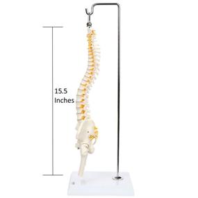 img 3 attached to 💡 Enhance Your Learning Experience with the Axis Scientific Flexible Displays Vertebrae: A Complete Guide to Spinal Anatomy