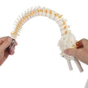 img 2 attached to 💡 Enhance Your Learning Experience with the Axis Scientific Flexible Displays Vertebrae: A Complete Guide to Spinal Anatomy
