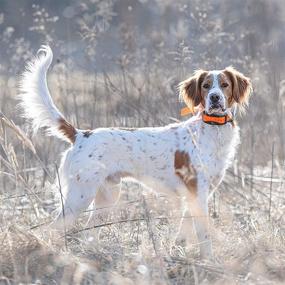 img 2 attached to 🌊 Waterproof and Rustproof 1 Inch Collar Straps by SportDOG Brand – Precision Fit with Close Spaced Holes and Color Variety