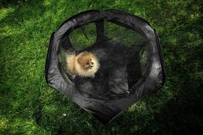 img 1 attached to 🐶 Zento Deals Portable Pet Playpen - Foldable Collapsible Lightweight Puppy Tent - Indoor/Outdoor Dog Tent, Animal Kennel, Pet Exercise - Dimensions 23x24x23 inches