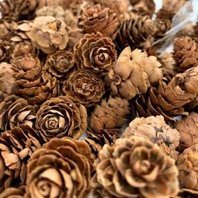 img 3 attached to 🌸 Enhance Your Decor with Floral Fantasy Spruce Pine Cones Vase Fillers - Brown Pine Cones: Perfect for Table Scatter, Crafts & More! (8-Ounce, Natural)