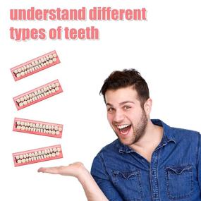 img 3 attached to Акриловый синтетический зубной протез сет - верхний и нижний съемные синтетические зубы, 112 штук, цвет A2
