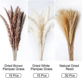 img 3 attached to 🌾 60 Pcs Mudysson Dried White Pampas Grass, Brown Dried Flower, and Natural Reed for Wedding Decoration & Home Arrangement