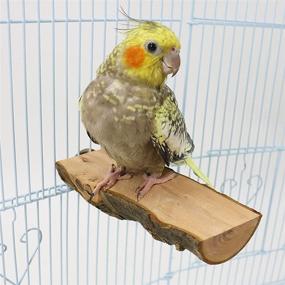 img 3 attached to 🐦 Hamiledyi Wood Bird Perch: Natural Wooden Stand Platform for Parrot Cage - Budgie, Conure, Parakeet, Cockatiel & Lovebird Accessories (4 Pcs)