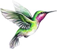 beautiful vibrant colored hummingbird sticker exterior accessories logo