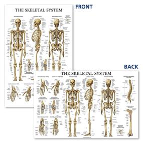 img 3 attached to 📚 LAMINATED Skeletal System Anatomical Chart: Enhance Learning and Durability