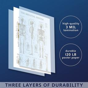 img 2 attached to 📚 LAMINATED Skeletal System Anatomical Chart: Enhance Learning and Durability