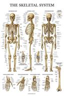 📚 laminated skeletal system anatomical chart: enhance learning and durability logo
