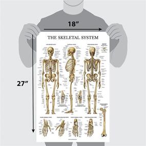 img 1 attached to 📚 LAMINATED Skeletal System Anatomical Chart: Enhance Learning and Durability