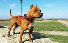 img 1 attached to 🐾 High-Quality Genuine Leather Dog Collar with Screw Spikes, Soft Leather Cushion, and Wide Design for Durability and Longevity. Padded for Comfort. Ideal for Pitbulls, Bulldogs, Bullies, APBT, Rottweilers, Cane Corsos. Handcrafted in Europe!