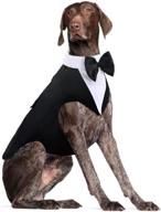 dora bridal formal dog tuxedo: medium-large labrador wedding suit outfit with detachable bowtie collar - handsome, elegant cosplay for pet parties, halloween logo