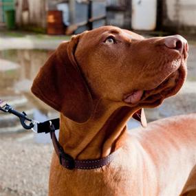 img 1 attached to 🐶 EzyDog Checkmate Martingale-Style Dog Training and Correction Collar