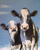 🐄 cow paint-by-number kits for adults and kids | includes brushes, paints and numbered canvas | 16x20 inch | frameless option logo