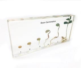 img 3 attached to Germination Acrylic Lifecyle Classroom Specimens