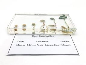 img 1 attached to Germination Acrylic Lifecyle Classroom Specimens