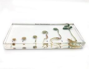 img 2 attached to Germination Acrylic Lifecyle Classroom Specimens